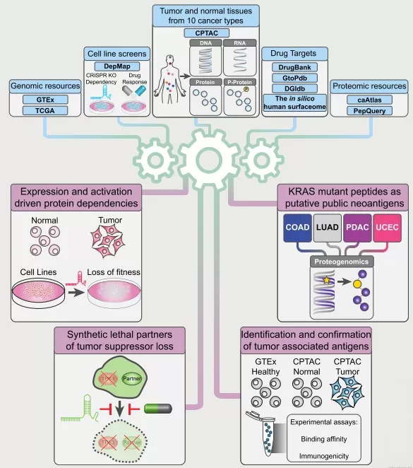 Pan-cancer proteogenomics expands the landscape of therapeutic targets